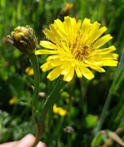 Gewöhnliches Ferkelkraut (Hypochaeris radicata)