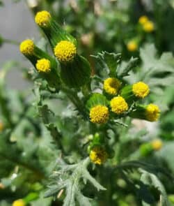 Gewöhnliches Greiskraut (Senecio vulgaris)