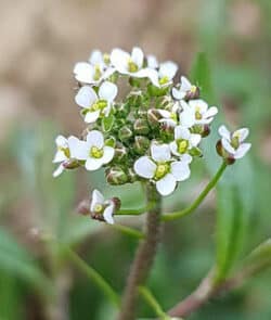 Gewöhnliche Hirtentäschel (Capsella bursa-pastoris)