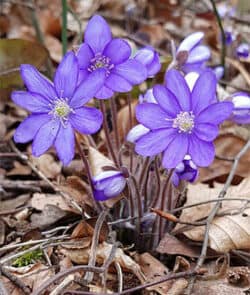 Gewöhnliches Leberblümchen (Hepatica nobilis)