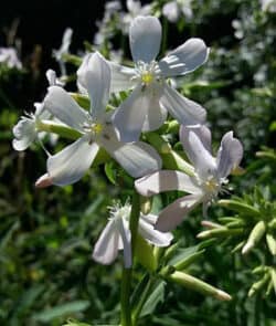 Gewöhnliches Seifenkraut (Saponaria officinalis)