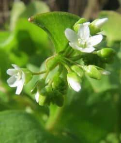 Gewöhnliches Tellerkraut (Claytonia perfoliata)