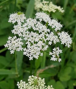 Gewöhnlicher Giersch (Aegopodium podagraria)