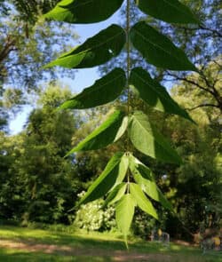 Götterbaum (Ailanthus altissima)