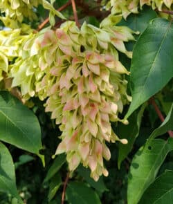 Götterbaum (Ailanthus altissima)