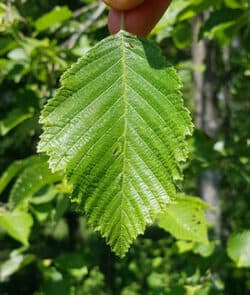 Grau-Erle (Alnus incana)