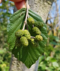 Grau-Erle oder Weiß-Erle (Alnus incana)