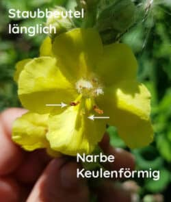 Großblütige Königskerze (Verbascum densiflorum)