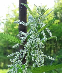 Große Brennnessel (Urtica dioica)