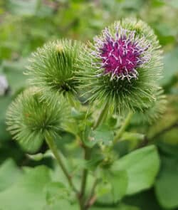 Große Klette (Arctium lappa)