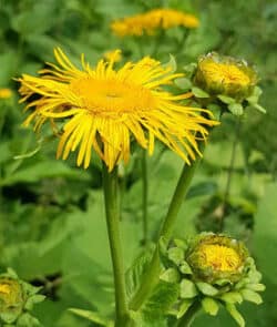 Große Telekie (Telekia speciosa)