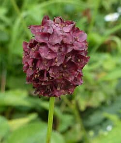 Großer Wiesenknopf (Sanguisorba officinalis) 