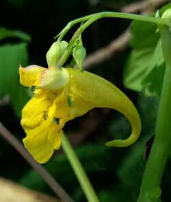 Großes Springkraut (Impatiens noli-tangere)