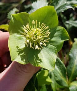 Grüne Nieswurz (Helleborus viridis)