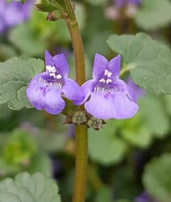 Gundermann (Glechoma hederacea)