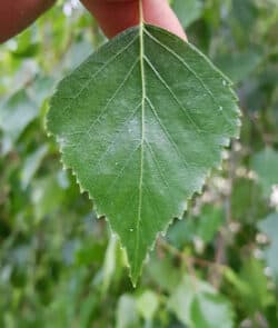 Hänge-Birke (Betula pendula)