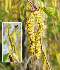 Hänge-Birke (Betula pendula)