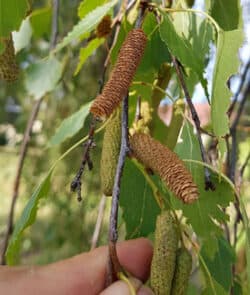 Hänge-Birke (Betula pendula)