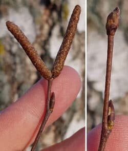 Hänge-Birke (Betula pendula)