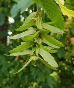 Hainbuche (Carpinus betulus)