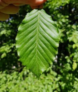 Hainbuche (Carpinus betulus)