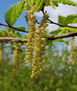 Hainbuche (Carpinus betulus)