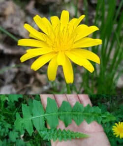 Hainsalat (Aposeris foetida)