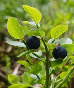 Heidelbeere (auch Blaubeere) (Vaccinium myrtillus)
