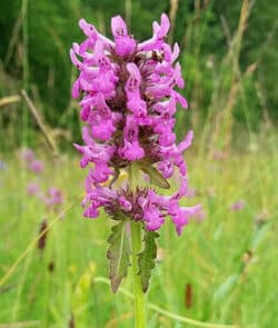 Echte Betonie (Betonica officinalis)