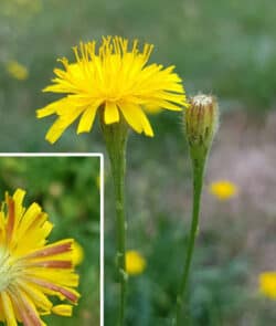 Herbst-Löwenzahn (Scorzoneroides autumnalis)