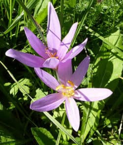 Herbstzeitlose (Colchicum autumnale)