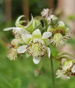 Himbeere (Rubus idaeus)