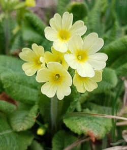 Hohe Schlüsselblume (Primula elatior)