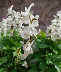 Hohler Lerchensporn (Corydalis cava)