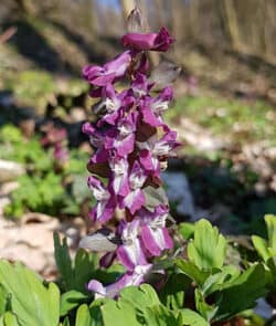 Hohler Lerchensporn (Corydalis cava)