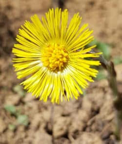 Huflattich (Tussilago farfara)