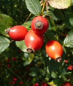 Hundsrose (Rosa canina)