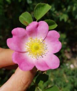 Hundsrose (Rosa canina)