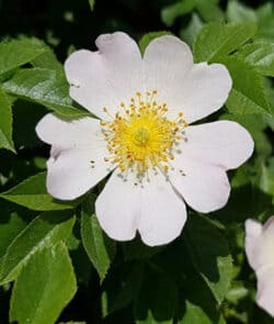 Hundsrose (Rosa canina)