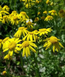 Jakobs-Greiskraut (Jacobaea vulgaris)