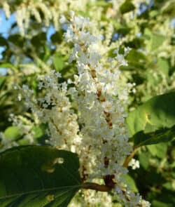 Japanischer Staudenknöterich (Fallopia japonica)