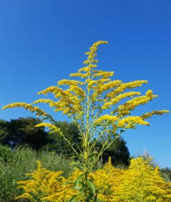 Kanadische Goldrute (Solidago canadensis)