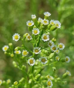 Kanadisches Berufkraut (Conyza canadensis)