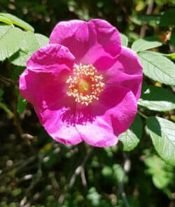 Kartoffelrose (Rosa rugosa)