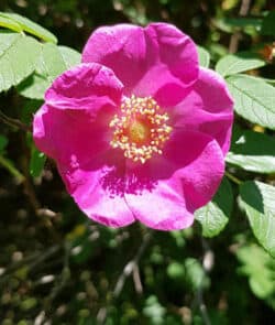 Kartoffelrose (Rosa rugosa)