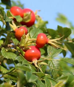 Kartoffelrose (Rosa rugosa)