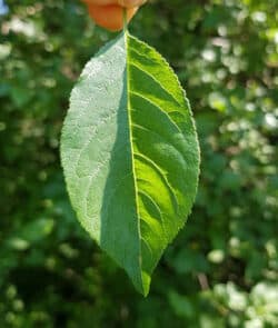 Kirschpflaume (Prunus cerasifera)