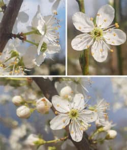 Kirschpflaume (Prunus cerasifera)