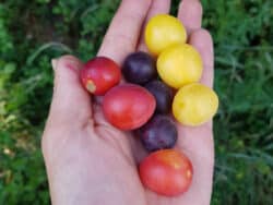 Früchte der Kirschpflaume