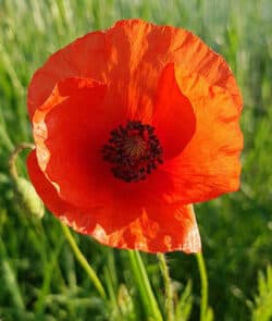 Klatschmohn (Papaver rhoeas)